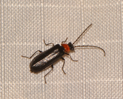 Silis percomis