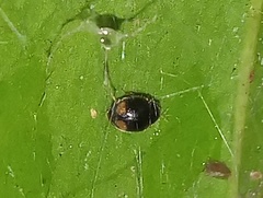 Nephus binaevatus