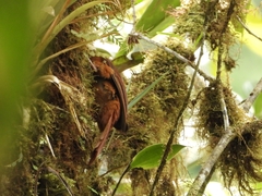 Pseudocolaptes johnsoni