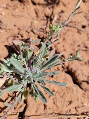 Physaria rectipes