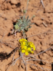 Physaria rectipes