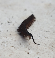 Austroperipatus eridelos