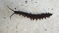 Austroperipatus eridelos