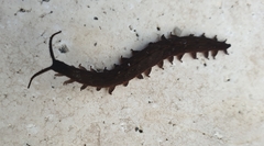 Austroperipatus eridelos