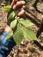 Ostrya virginiana image