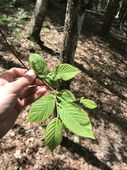 Ostrya virginiana image