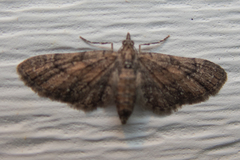 Eupithecia palpata