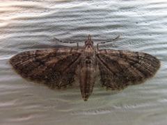 Eupithecia palpata