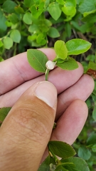 Vaccinium shastense nevadense