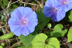 Ipomoea oblongata