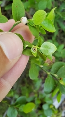 Vaccinium shastense nevadense