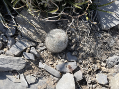 Epithelantha unguispina