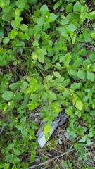 Vaccinium shastense nevadense