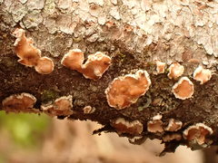 Aleurodiscus amorphus