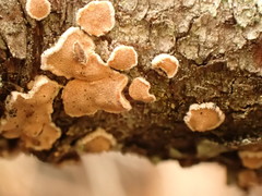 Aleurodiscus amorphus