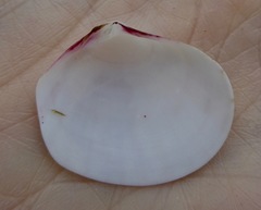 Semele rubropicta