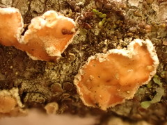 Aleurodiscus amorphus