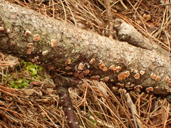 Aleurodiscus amorphus