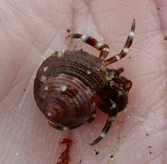 Calliostoma supragranosum