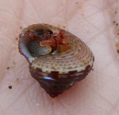 Calliostoma supragranosum