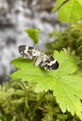 Trichodezia californiata