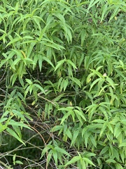 Clinacanthus nutans