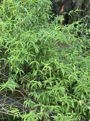 Clinacanthus nutans