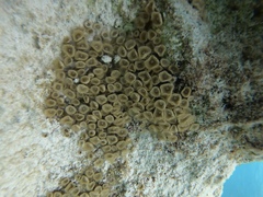 Palythoa grandiflora