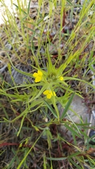 Castilleja lacera