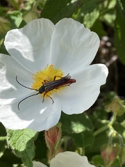 Neobellamira delicata