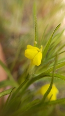 Castilleja lacera