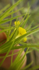 Castilleja lacera