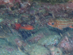 Apogon maculatus