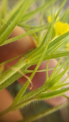 Castilleja lacera
