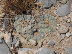 Lophophora williamsii