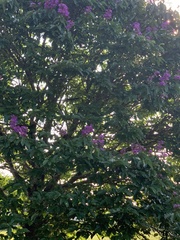 Lagerstroemia