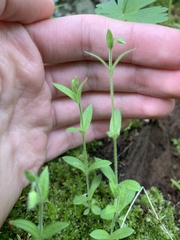 Cerastium brachypodum