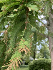 Metasequoia