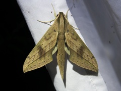 Xylophanes anubus