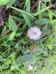 Mimosa pudica