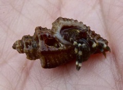Ocinebrina
