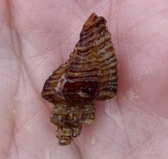Ocinebrina