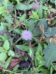 Mimosa pudica