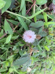 Mimosa pudica
