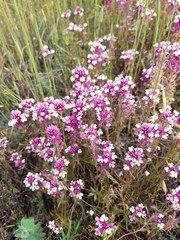 Castilleja densiflora gracilis