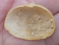 Cryptomya californica