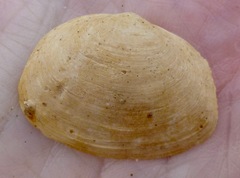 Cryptomya californica image