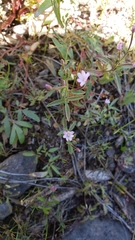 Epilobium foliosum
