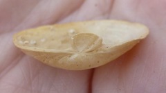 Cryptomya californica