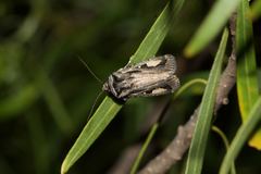 Proteuxoa passalota